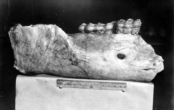 Lower right jaw of a Pliomastodon sellardsi