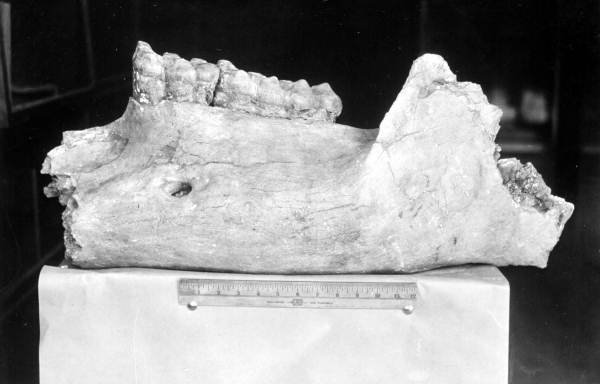 External view of lower left jaw of a Pliomastodon sellardsi