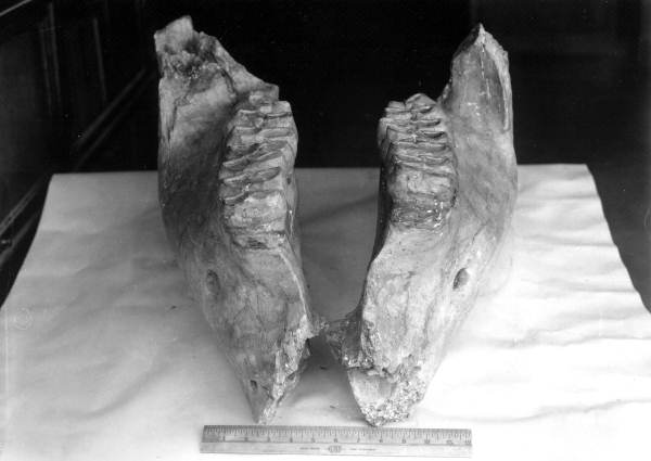 Crown view of lower jaws of a Pliomastodon sellardsi