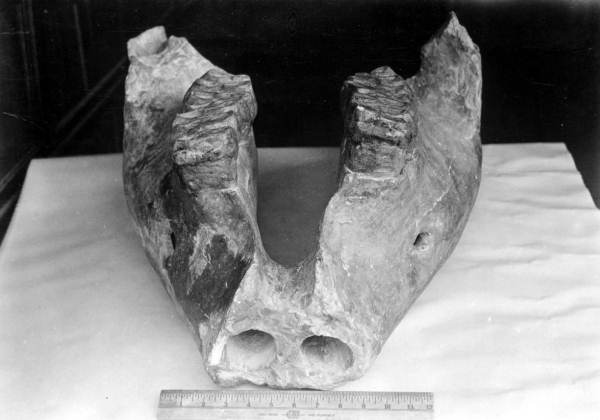 Cast made from lower jaws of a Pliomastodon sellardsi
