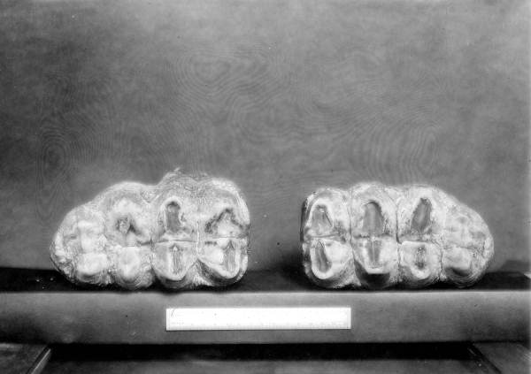 Two upper molars of the mastodon from Wakulla Springs