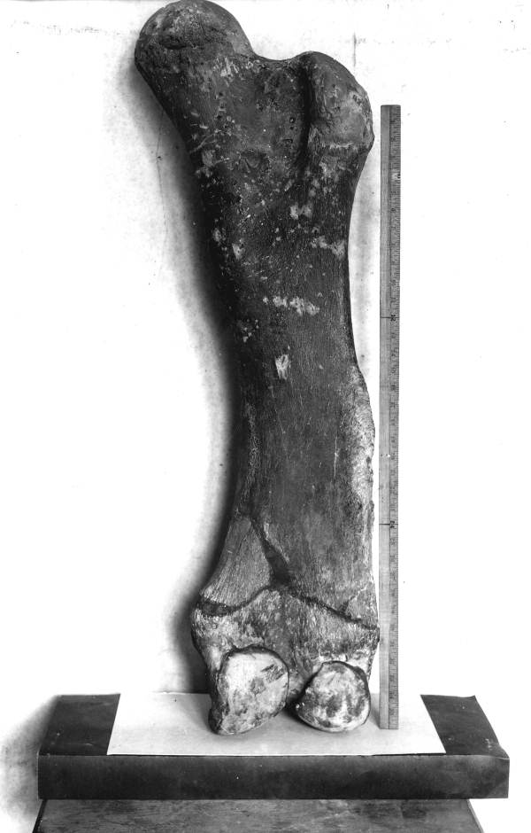 Rear view of right femur of the mastodon found at Wakulla Springs