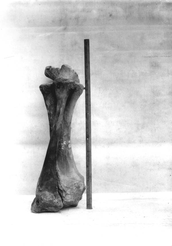 Rear view of right and left radii of the mastodon from Wakulla Springs