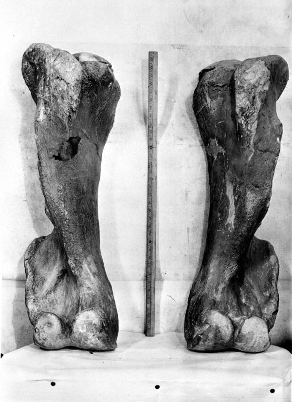 Front view of right and left humeri of the mastodon from Wakulla Springs