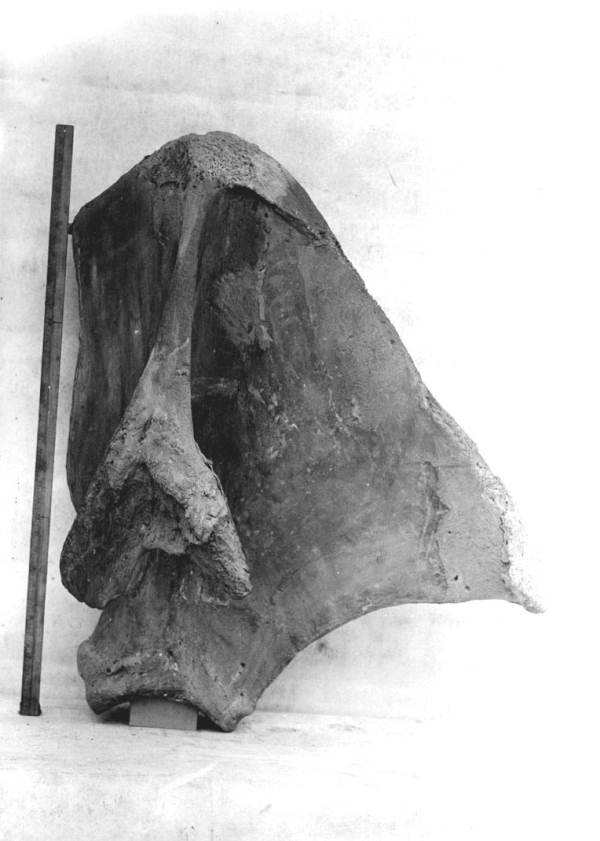 Outside view of left scapula of the mastodon from Wakulla Springs