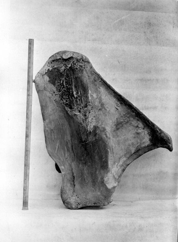 Inside view of right scapula of the mastodon from Wakulla Springs