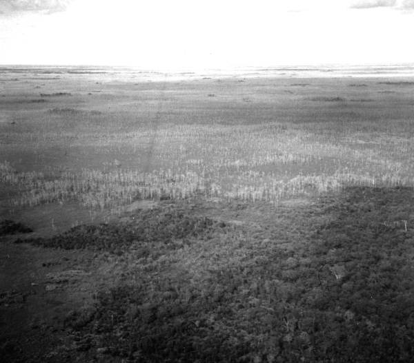 Aerial view of hammock and cypress between Tamiami Trail and Pincrest