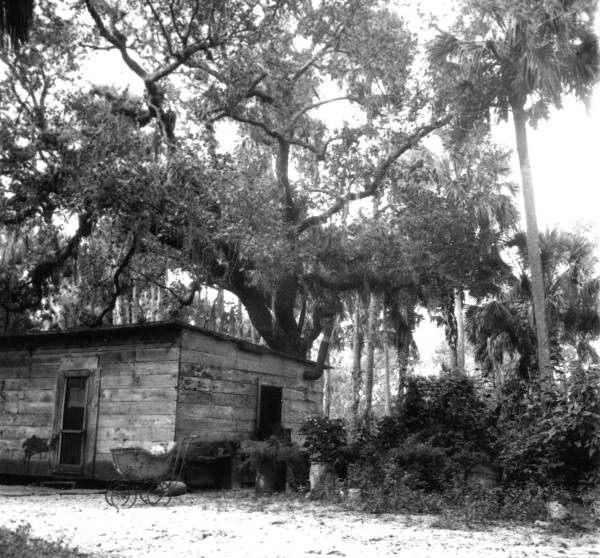 Perambulator outside a shanty in a palm and oak hammock