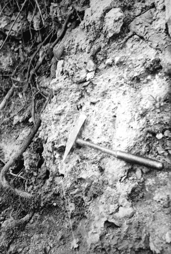 Hard limestone ledge showing Marianna limestone with Ocala formation