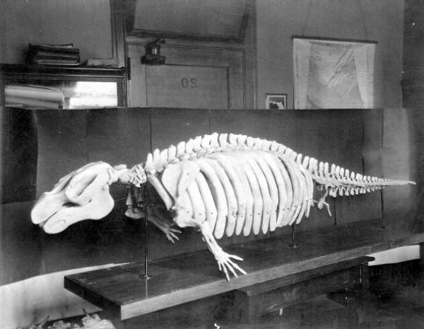 Exhibit of a Miocene sea cow found at the Floridin quarry in Quincy