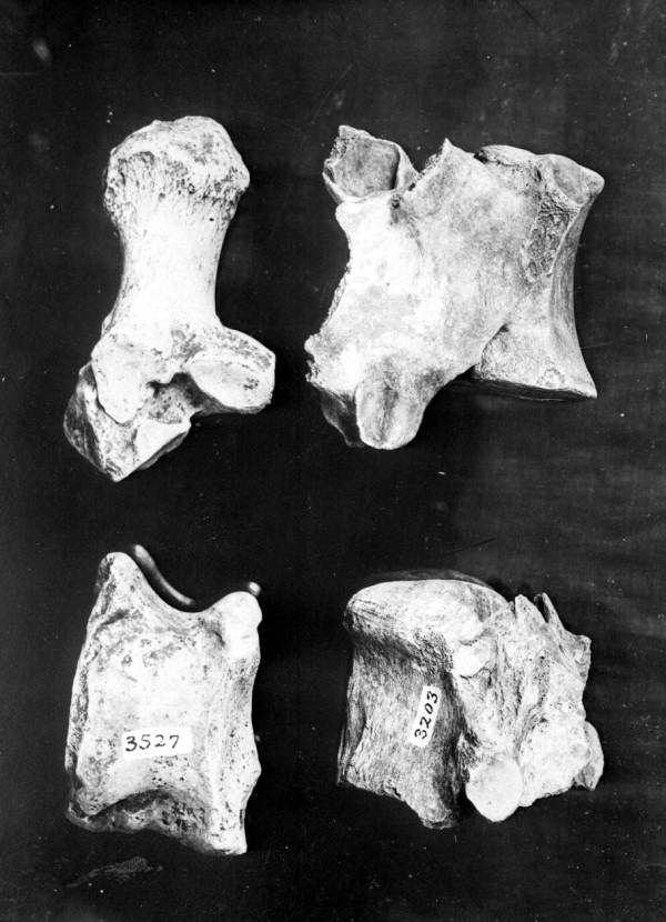 Various foot bones from the Mixson Plantation