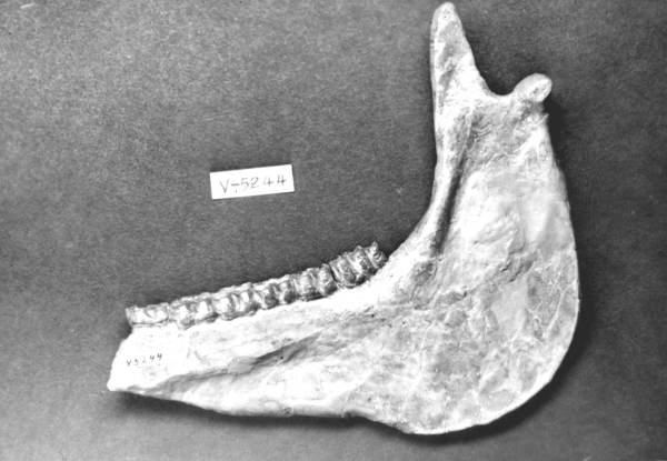 Mandible of an extinct horse