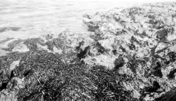 Marine algae covering the limestone at low tide - Tavernier, Florida.