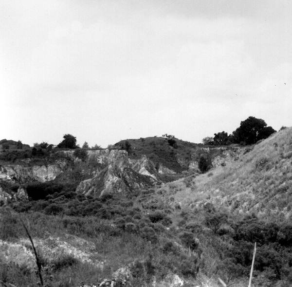 Outcrop of the Ocala Group