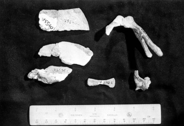 Prepared fossil bones of core from Amerada-Swenson #1 - Okeechobee County, Florida