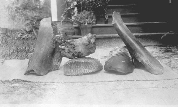 Mammoth bones
