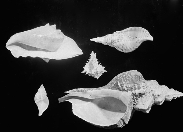 Exhibit of shell specimens