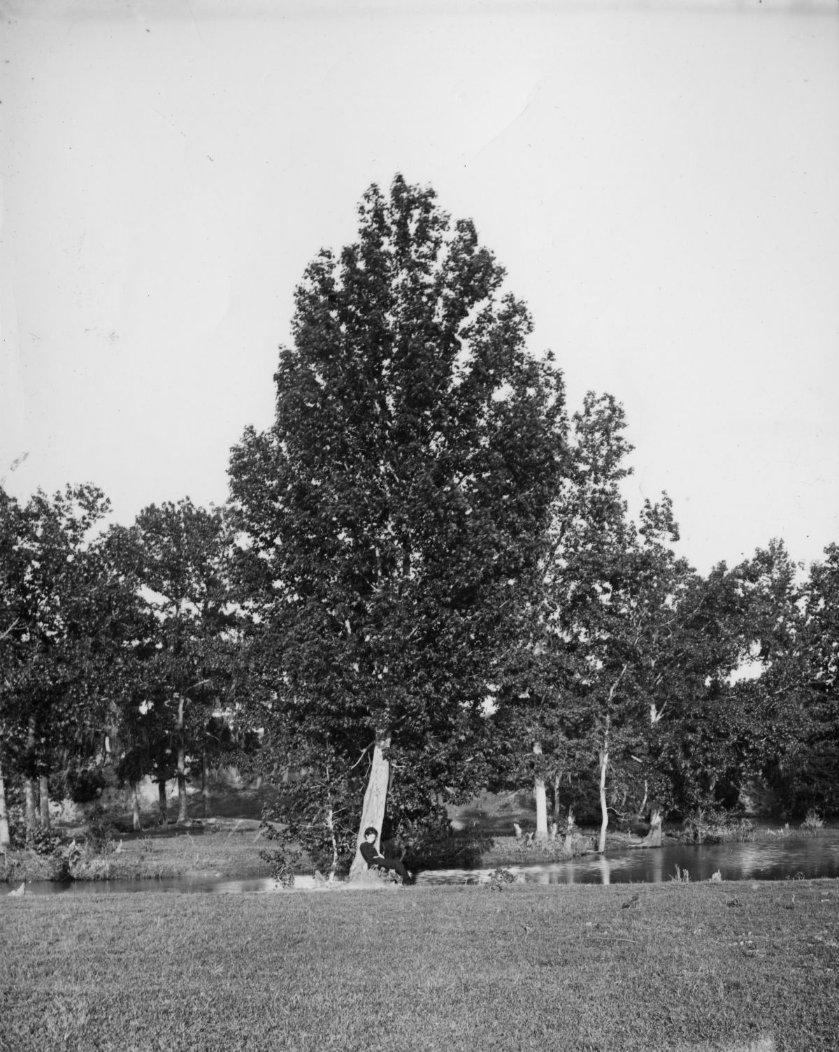 Stereoview of a woman sitting under a tree.