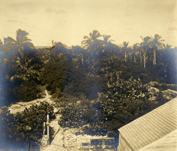 Bird's eye view showing vegetation on Cat Key.