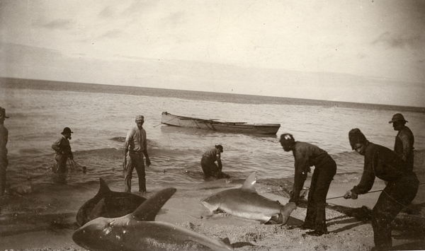 Mullet fishermen pulling sharks ashore to prevent destruction of their nets.
