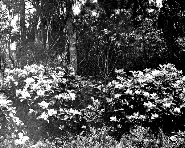 Calico bush