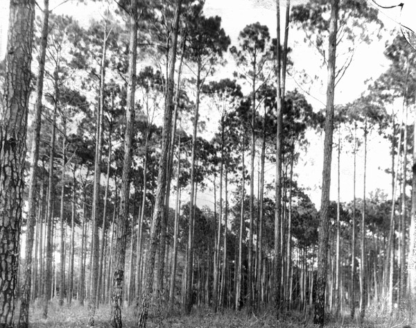 Stand of pine