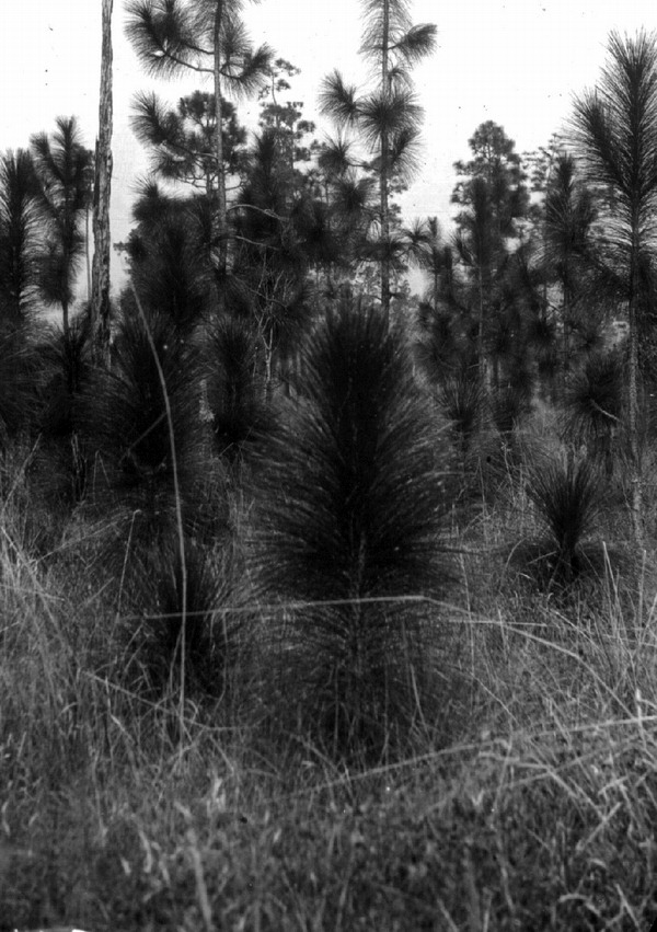 Longleaf pine seedling before burning