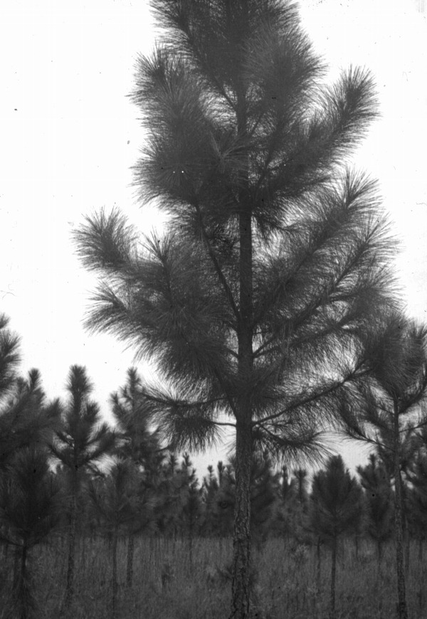 Properly pruned slash pine