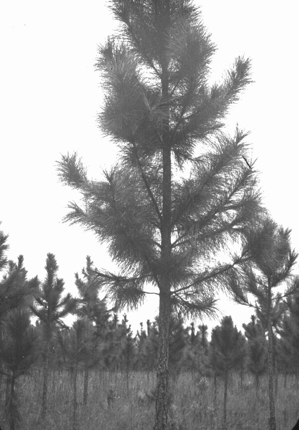 Properly pruned Slash pine