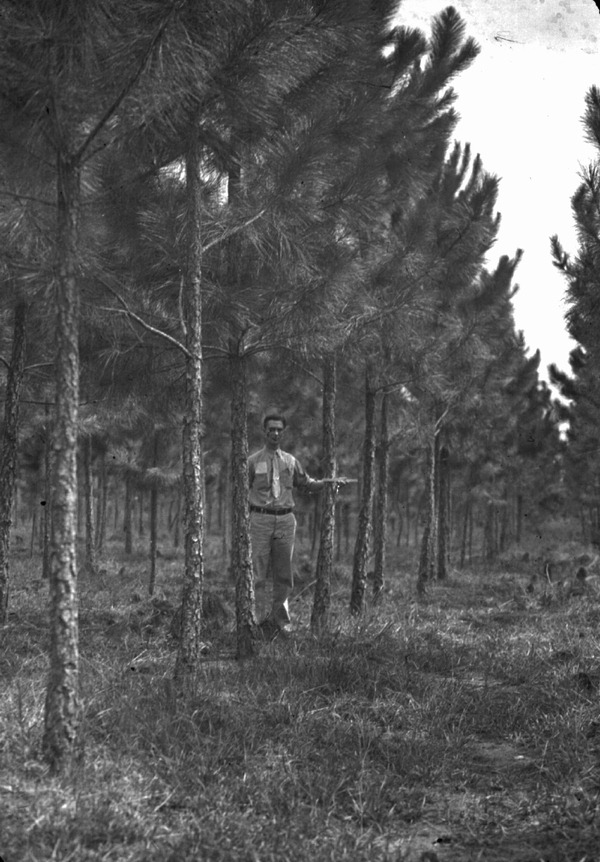 Pruned pines
