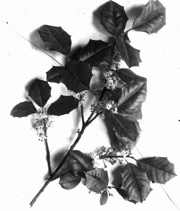 American Holly