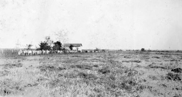 Cattle on a farm