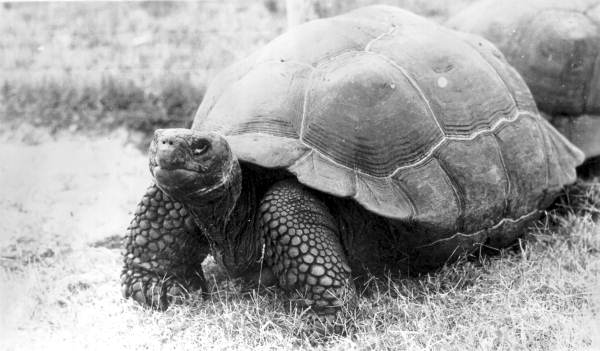 Giant land tortoise.