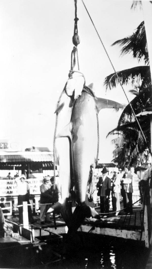 Sharks hanging by rope