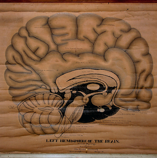Teed&rsquo;s chart of the brain, March 11, 1896
