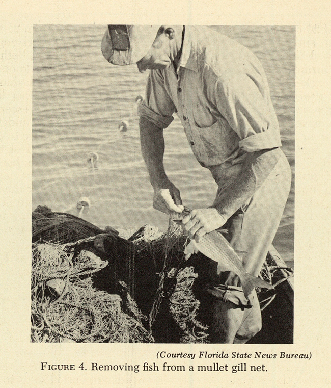 FIGURE 4. Removing fish
from a mullet gill net.