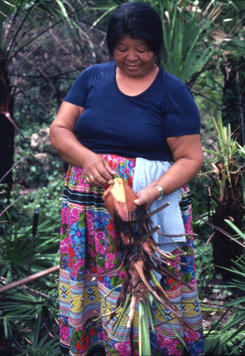 Seminole woman gathering palmettos: Big Cypress Seminole Indian Reservation