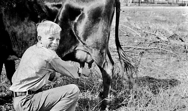 Tommy Gordon, of Tampa, milking a cow