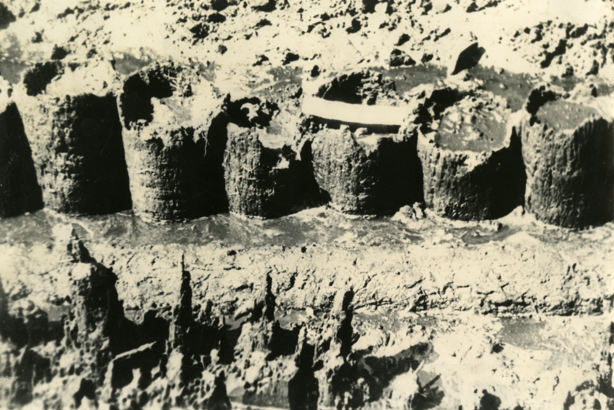 Cubo Redoubt: Section of Spanish palmetto palisade wall--Fragment of English pine post reconstruction in foreground.
