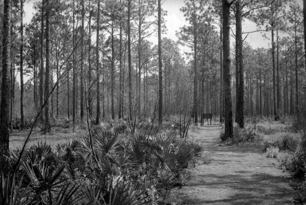 Interpretive trail at the Olustee Battlefield Historic Site - Lake City, Florida