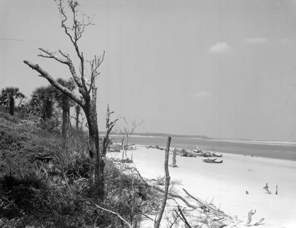 Trees on the beach at Big Talbot Island - Jacksonville, Florida.