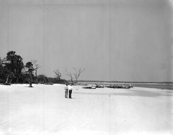 Jim Work and Charles Graves examining trees on beach at north end of Little Talbot Island State Park - Jacksonville, Florida.