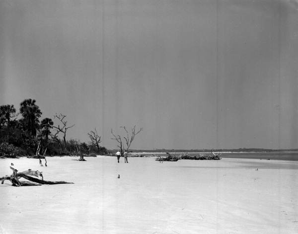 Jim Work and Charles Graves examining trees on beach at north end of Little Talbot Island State Park - Jacksonville, Florida