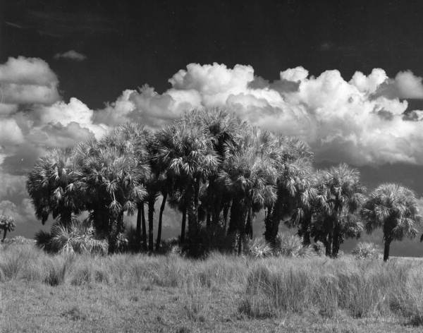 Palm trees