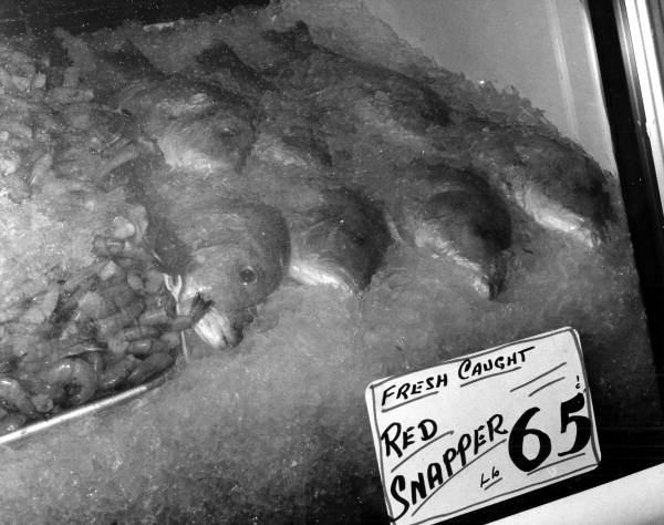 Shrimp and Red Snapper for sale