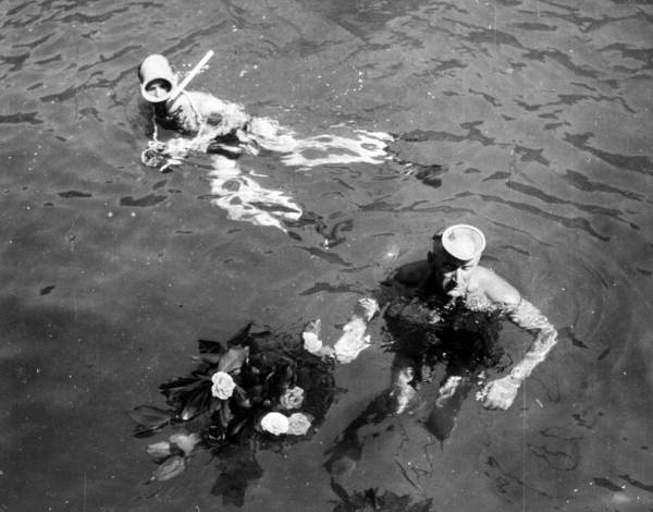 Diver with flowers at John Pennekamp Coral Reef State Park - Monroe County, Florida