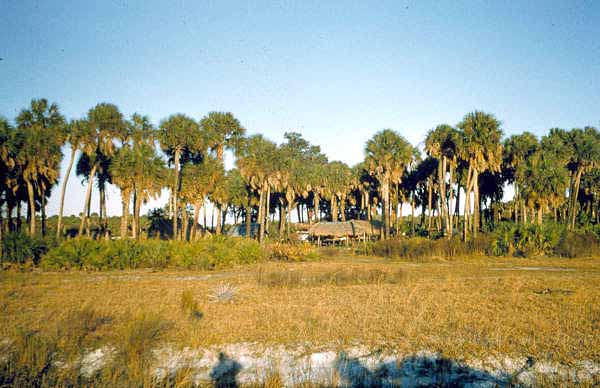 Chickee huts surrounded by palm trees