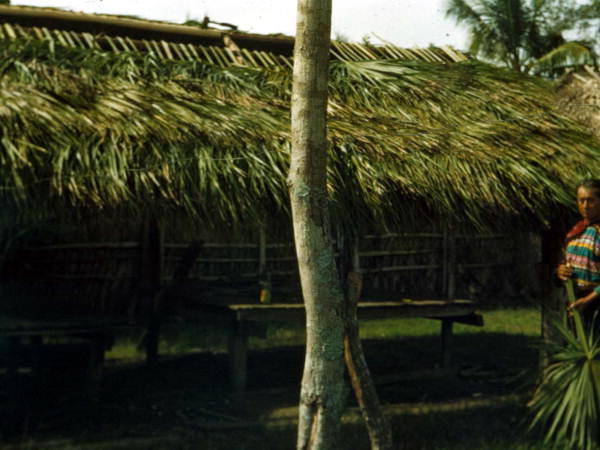 Construction of a chickee grass hut at the Dania Seminole Indian Reservation