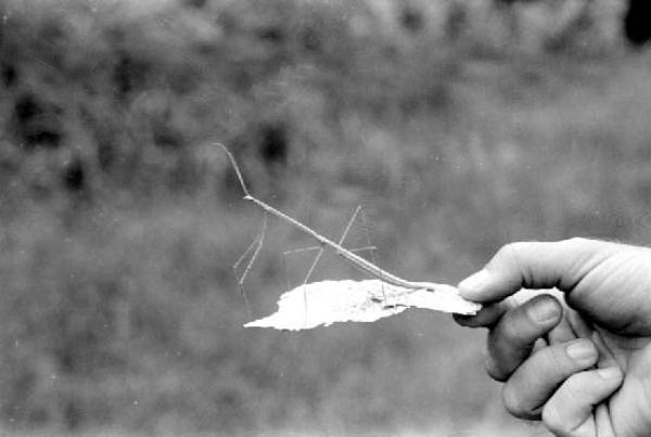 Insect