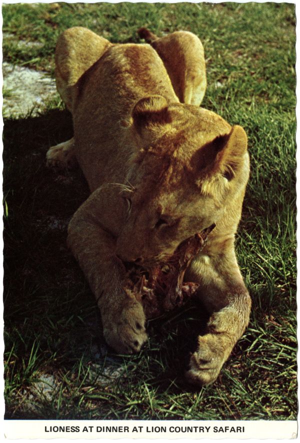Lioness at dinner at Lion Country Safari.